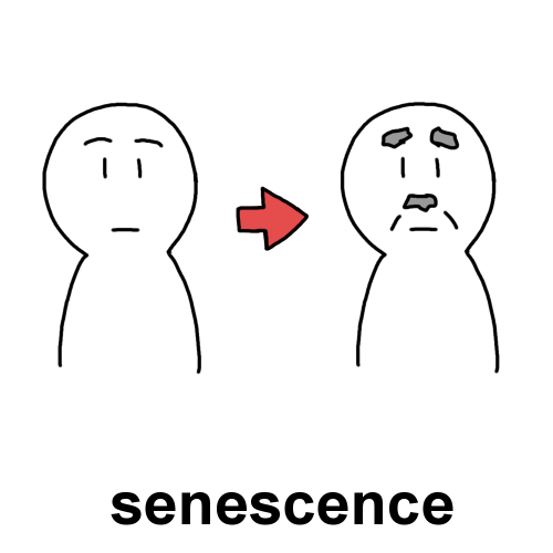 senescenceのイラスト